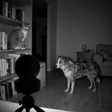 Pet Camera with Treat Dispenser | 2K HD WiFi Dog & Cat Monitor